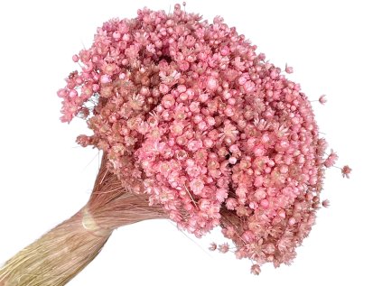 glixia marcela ružová