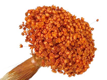 glixia marcela orange