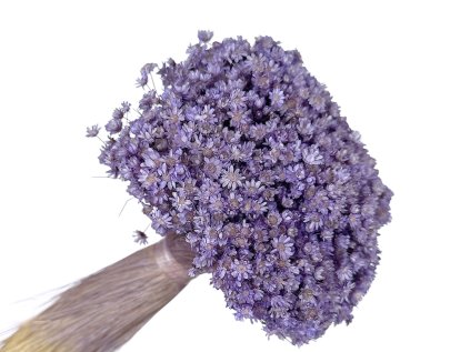 glixia marcela fialova