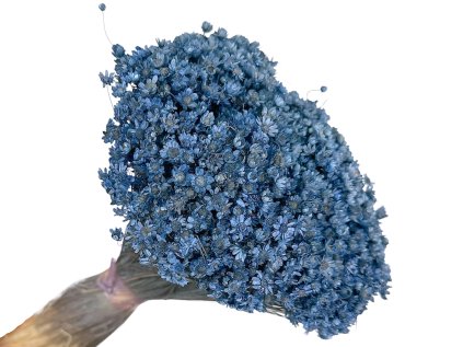 glixia marcela modra