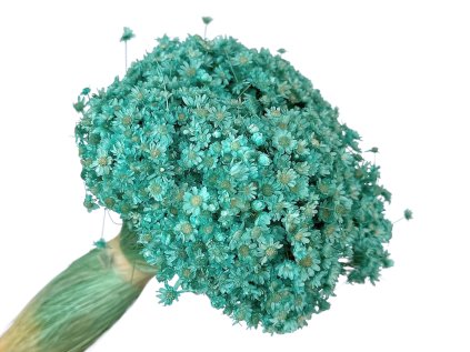 glixia marcela tyrkysove