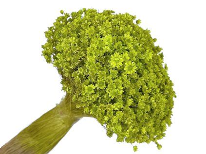 glixia marcela light green