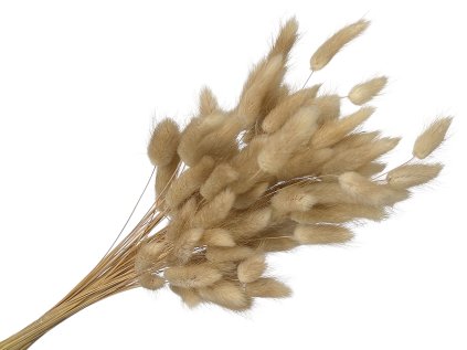 Lagurus bunny tail natural