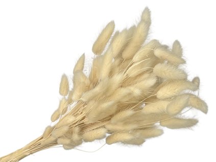 lagurus bunny tail white