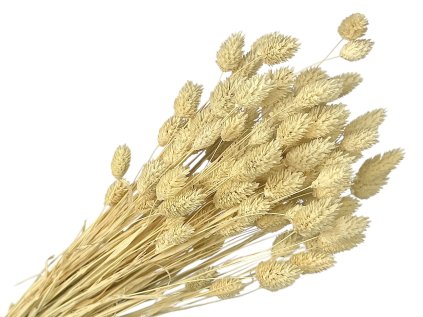 phalaris white scabious