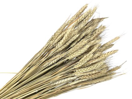 susene klasy psenica triticum natur