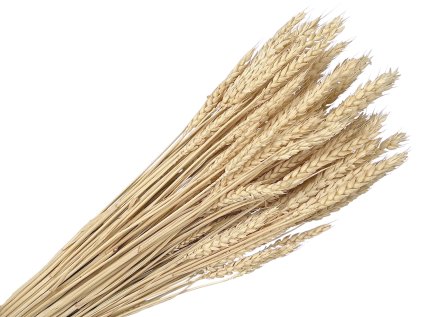 dried ears wheat triticum bleached bleached