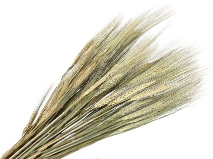 dried rye triticum ears natural