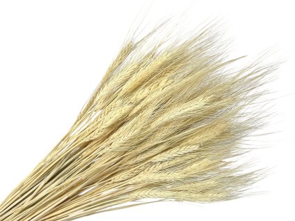 dried various ears of wheat bleached rye