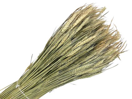 wheat triticum natural 500g