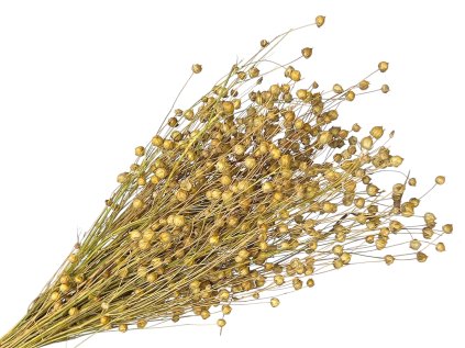 507 dried flax bouquet approx. 100g natural