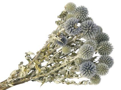 echinops natural thistles natural