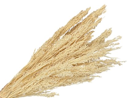 dried ears of millet