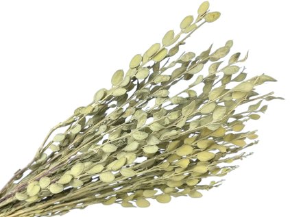 fibigia dried natural