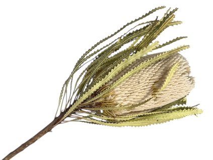 banksia hookerana susena beige2