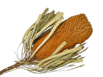 banksia hookerana susena oranzova