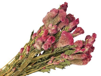 celosia chief dried