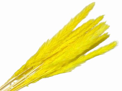 pampas mini yellow
