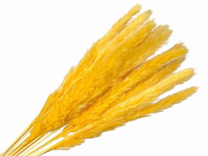 pampas mini oranzova