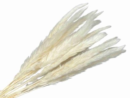 pampas mini white biely