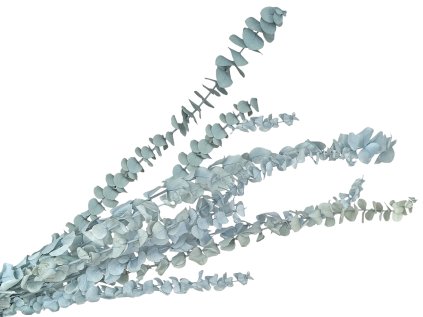 eucalyptus baby blue