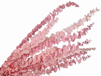 eucalyptus baby rose