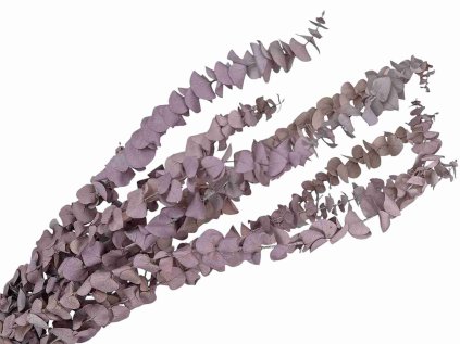 eucalyptus baby purple