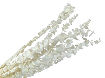 eucalyptus baby bleached