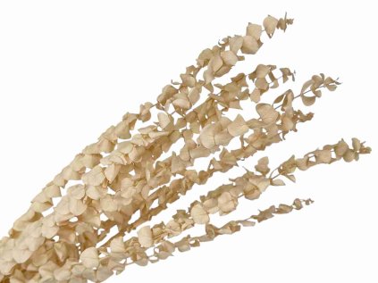 eucalyptus baby beige