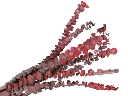 eucalyptus stuartiana red