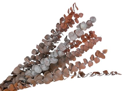 Stabilizované eukalyptové listy Stuartiana - oranžové