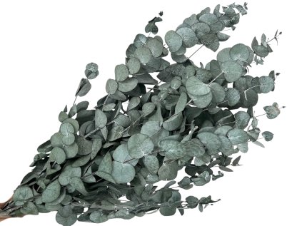 eucalyptus cinerea 1