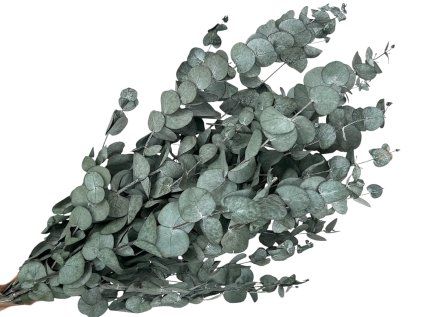 eucalyptus cinerea 1