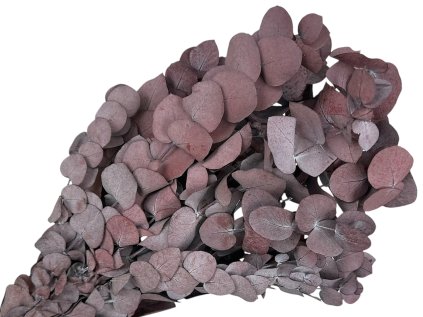 eucalyptus cinerea bordo1