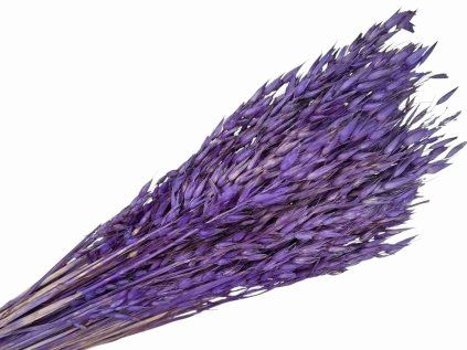 dried fruit dried avena purple