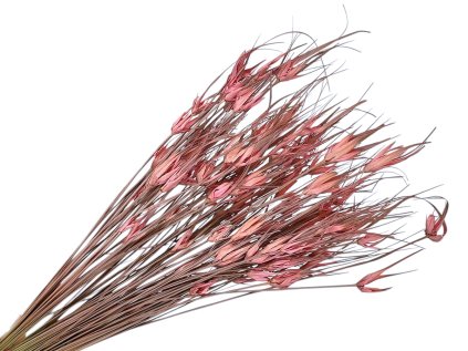 dried tulip grass pink variant stela dried grass pink