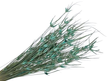 dried tulip grass aqua turquoise blue stela dried grass aqua