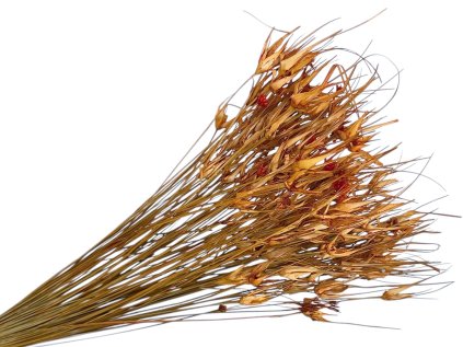 dried tulip grass orange Capin stem dried grass orange