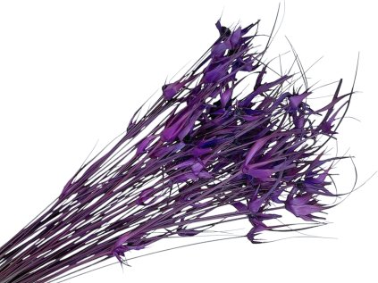 dried tulip grass violet Capin stela dried grass violet