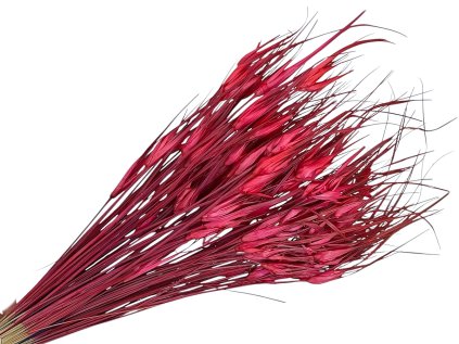 dried tulip grass red Capin stela dried grass red