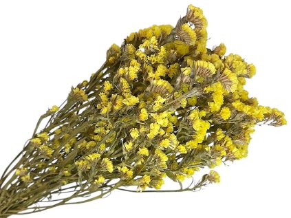 limonium statice dried flowers yellow