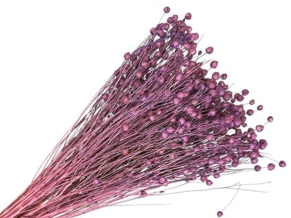 dried flax linum purple