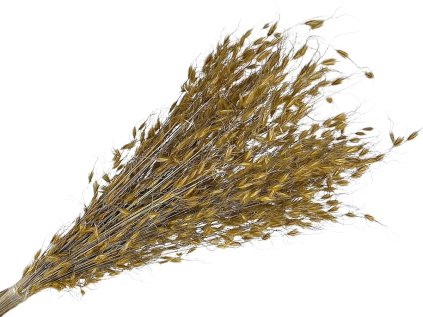 princess grass natural meadow dried grass natural