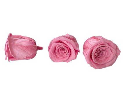 preserved rose stabilized pink preserved roses pink2