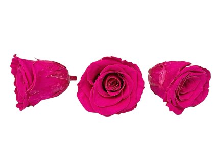 preserved rose stabilized cyclamen magenta preserved roses fire pink3