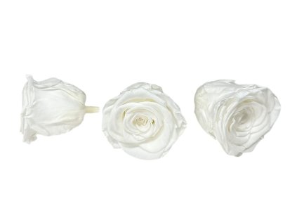 preserved rose stabilized white preserved roses fire white3