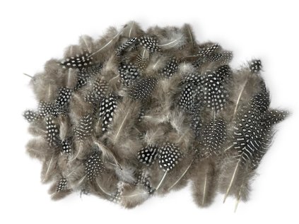 guinea fowl feathers