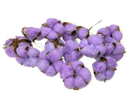 Gossypium cotton, dried flowers, purple
