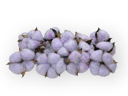 gossypium cotton pod cotton flowers purple light purple