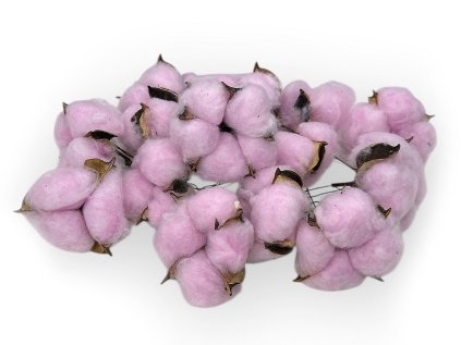 Gossypium cotton, cotton flowers, pink